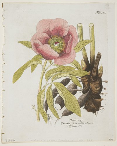 Pfingstrose, aus Icones Plantarum Medico-Oeconomico-Technologicarum cum Earum Fructus ususque Descriptione, 1804 von Ferdinand Bernhard Vietz